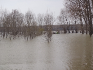 Vierer in Auwald Marasu Donaufahrt 2018