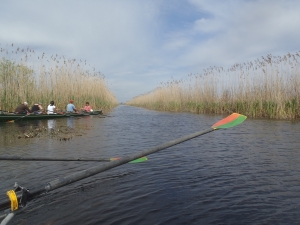 kanaele im Sumpf des donaudeltas 2014